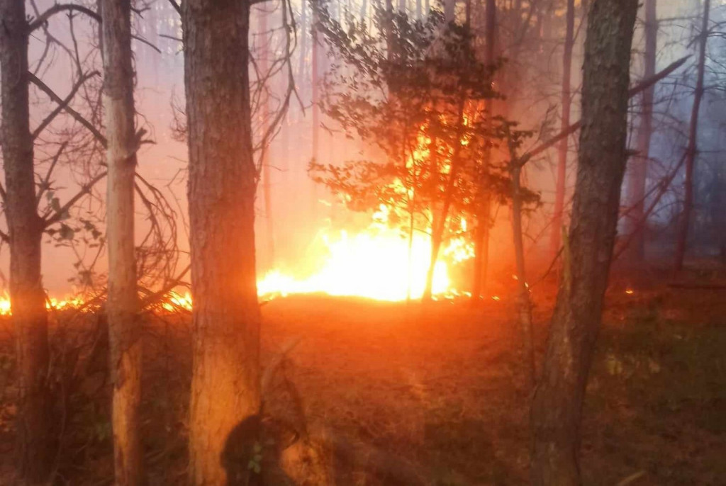 Pożar lasu pod Staszowem