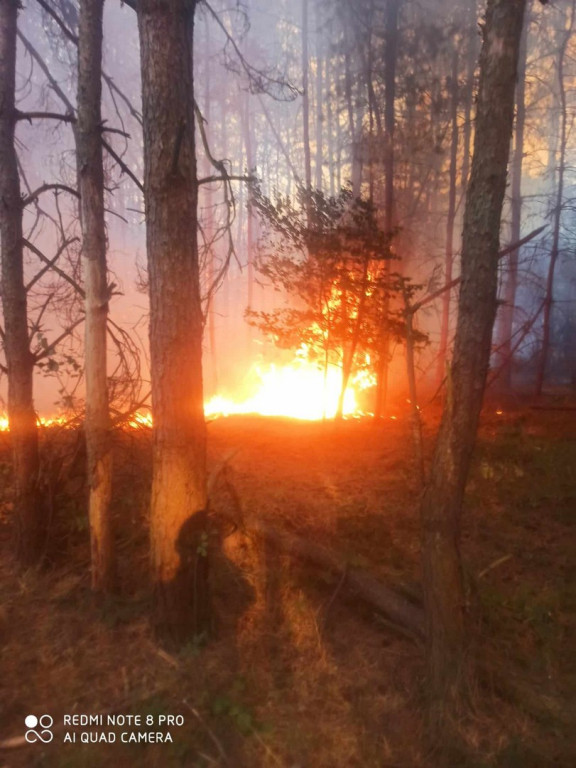 Pożar lasu pod Staszowem