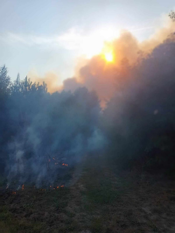 Pożar lasu pod Staszowem