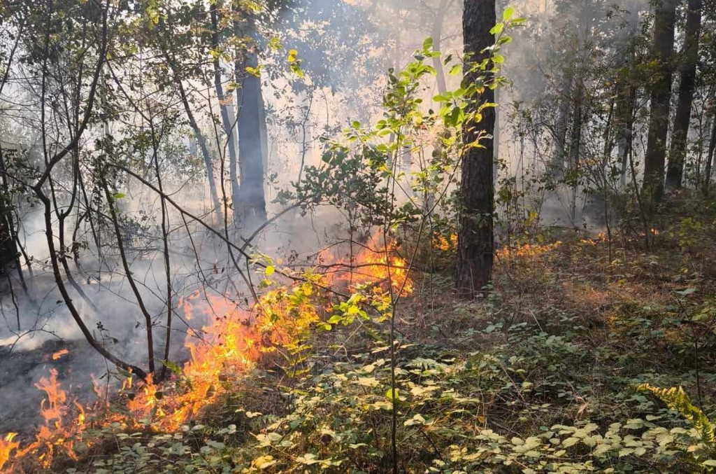 Powalone drzewa i pożar lasu w pow. staszowskim