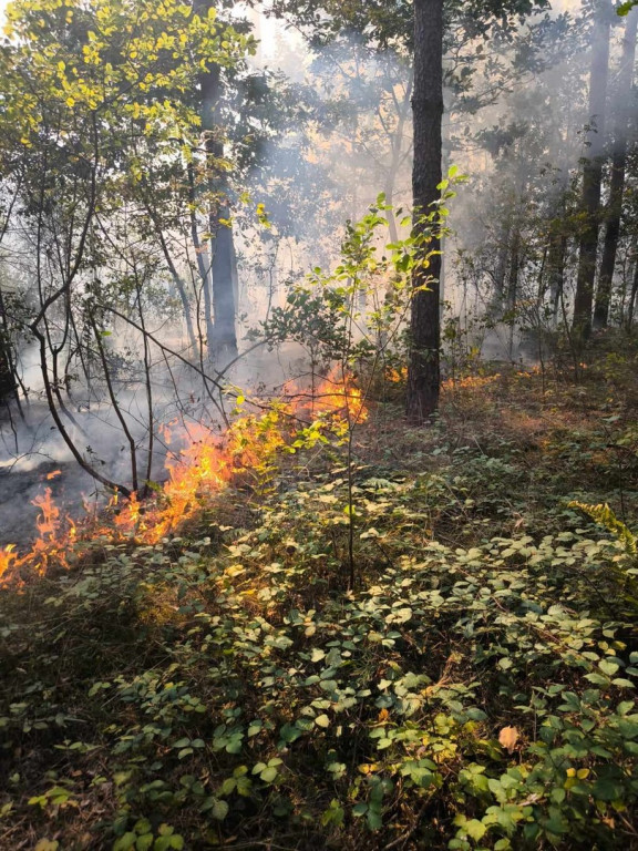 Powalone drzewa i pożar lasu w pow. staszowskim