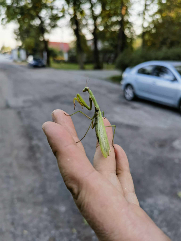 Modliszka w parku w Stalowej Woli