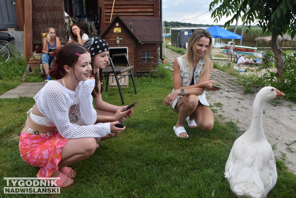 Nie ma już Pipy znad Jeziora Tarnobrzeskiego