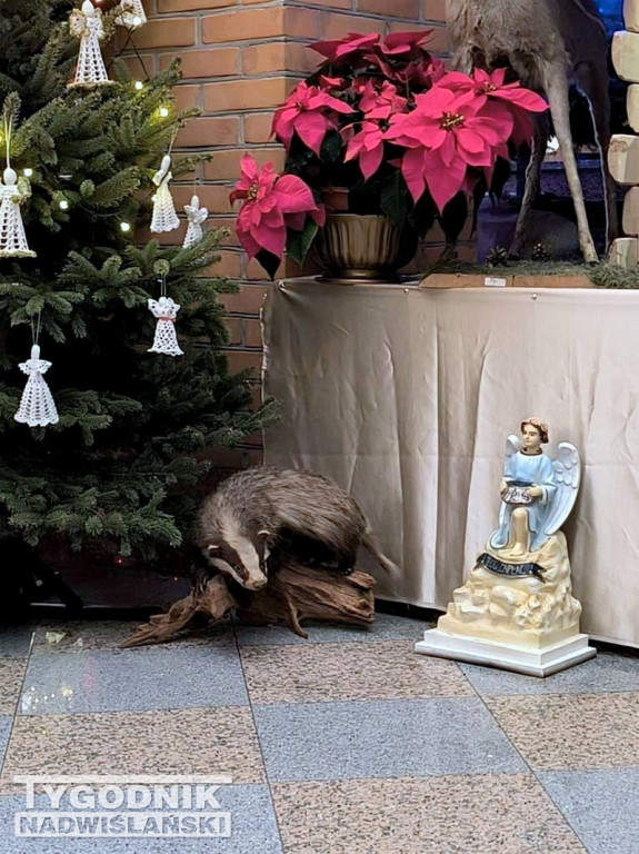 Szopki w kościołach w powiecie tarnobrzeskim