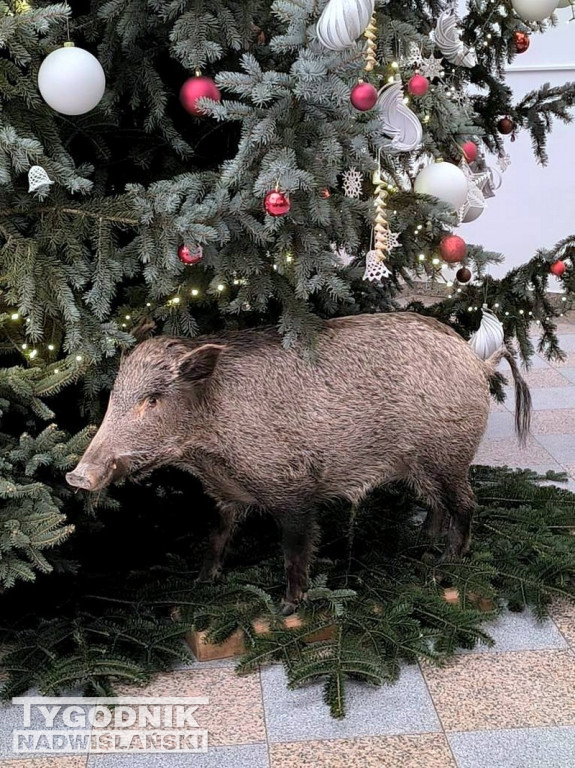 Szopki w kościołach w powiecie tarnobrzeskim