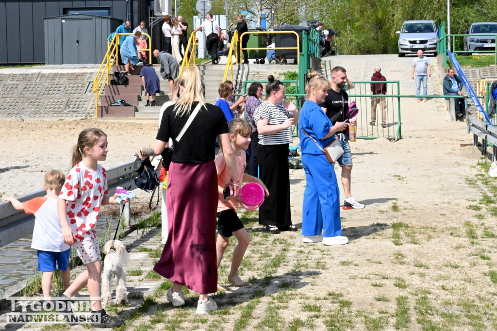 Śmigus Dyngus morsów nad Jeziorem Tarnobrzeskim