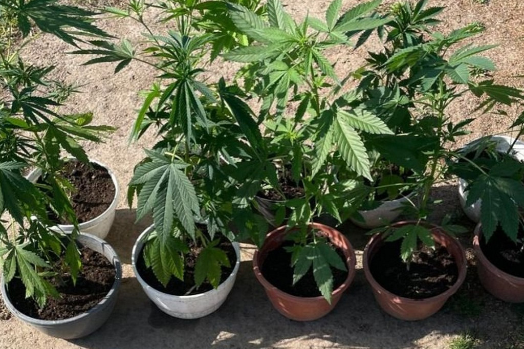 Zlikwidowano nieleganą plantację