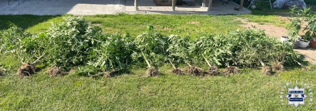 Zlikwidowano nieleganą plantację