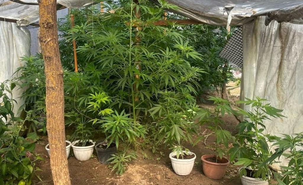 Zlikwidowano nieleganą plantację