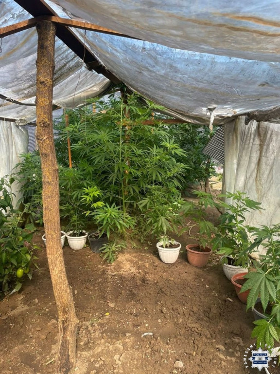 Zlikwidowano nieleganą plantację