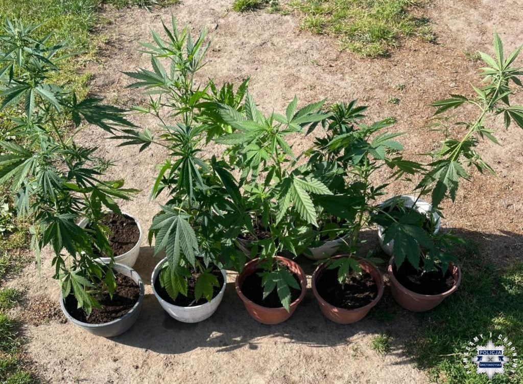 Zlikwidowano nieleganą plantację
