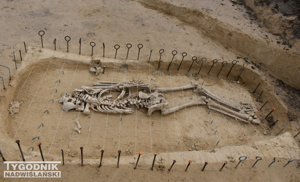 Odkrycia archeologiczne w Wilczycach