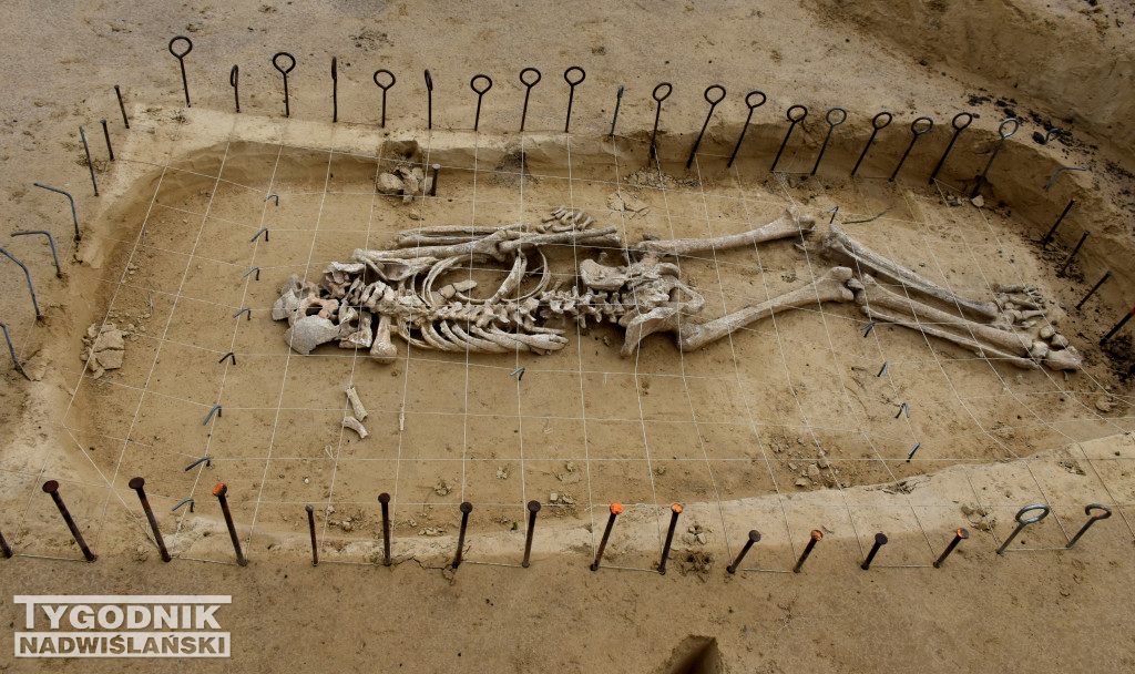 Odkrycia archeologiczne w Wilczycach