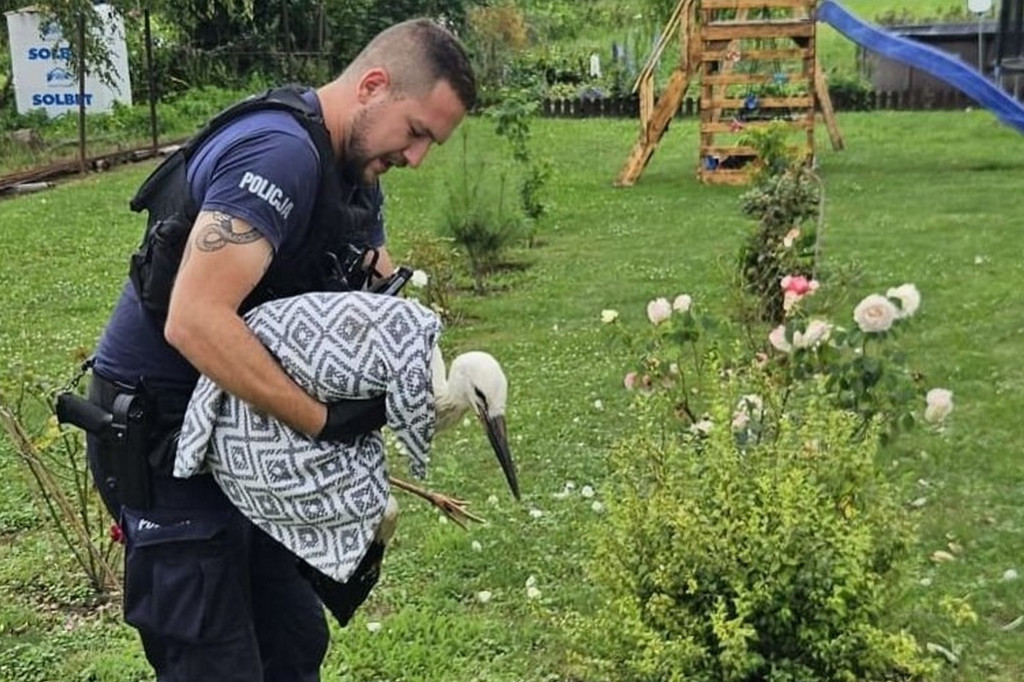 Policjanci ratowali sarnę i bociana