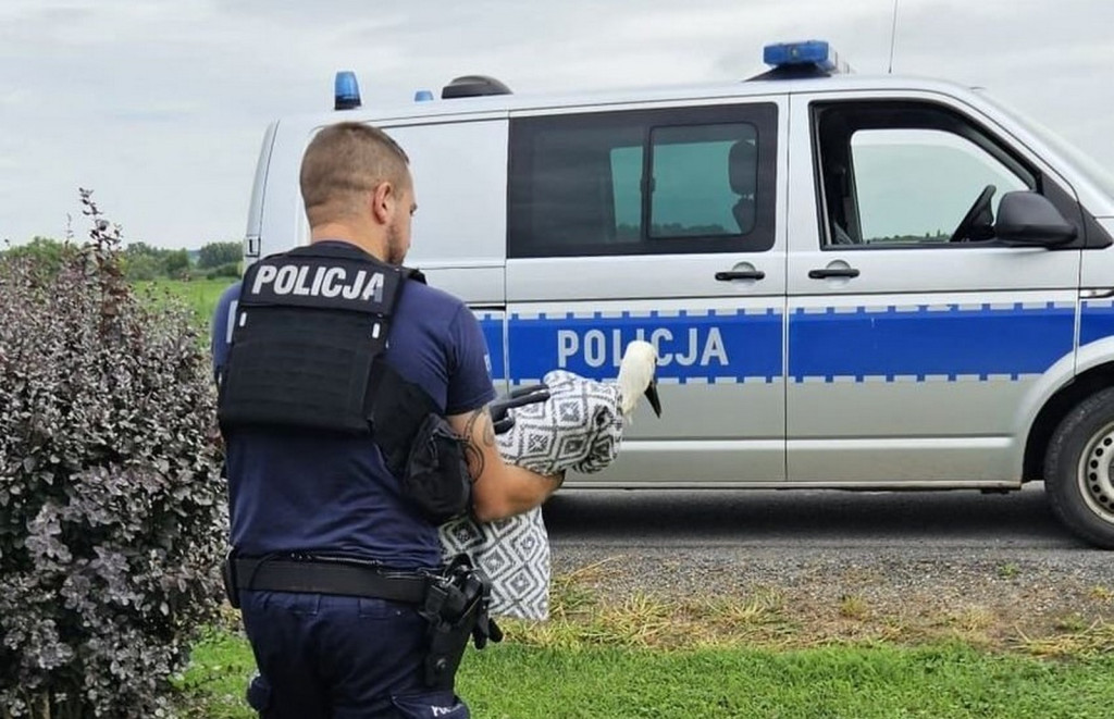 Policjanci ratowali sarnę i bociana