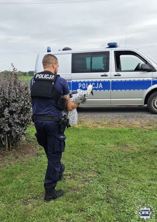Policjanci ratowali sarnę i bociana