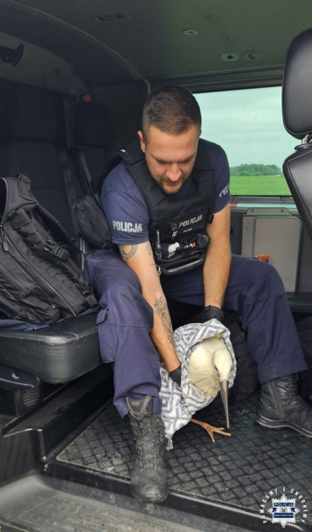 Policjanci ratowali sarnę i bociana