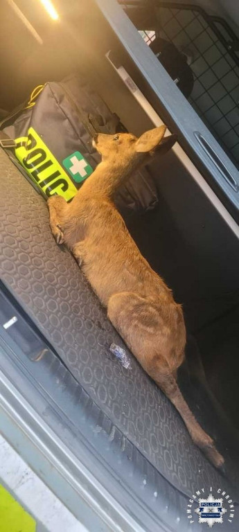 Policjanci ratowali sarnę i bociana