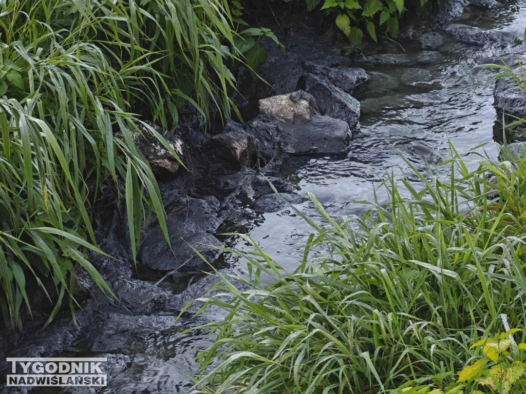 Zanieczyszczenie Sanu w Nisku