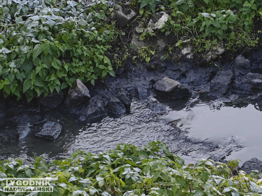 Zanieczyszczenie Sanu w Nisku