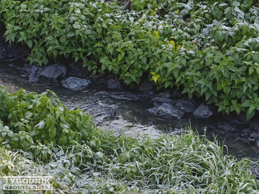 Zanieczyszczenie Sanu w Nisku