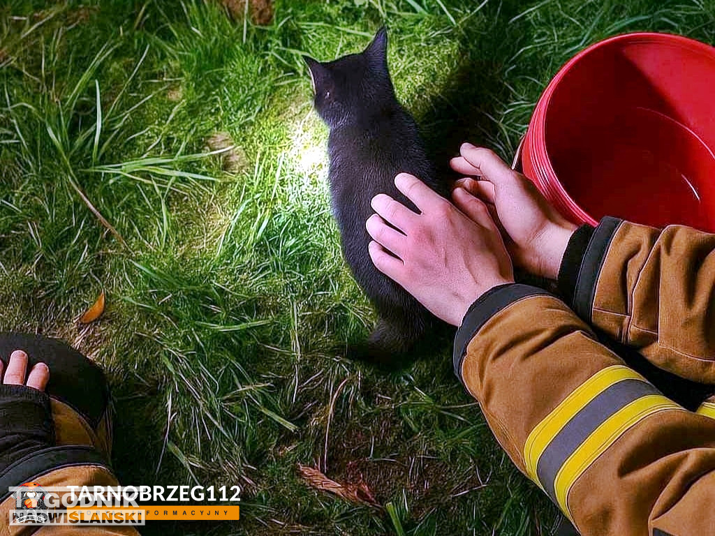 Strażacy z Gorzyc uratowali kota