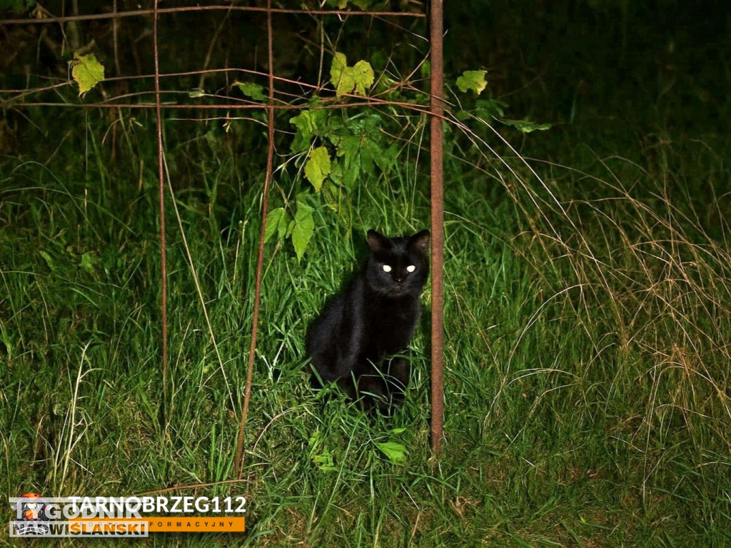 Strażacy z Gorzyc uratowali kota
