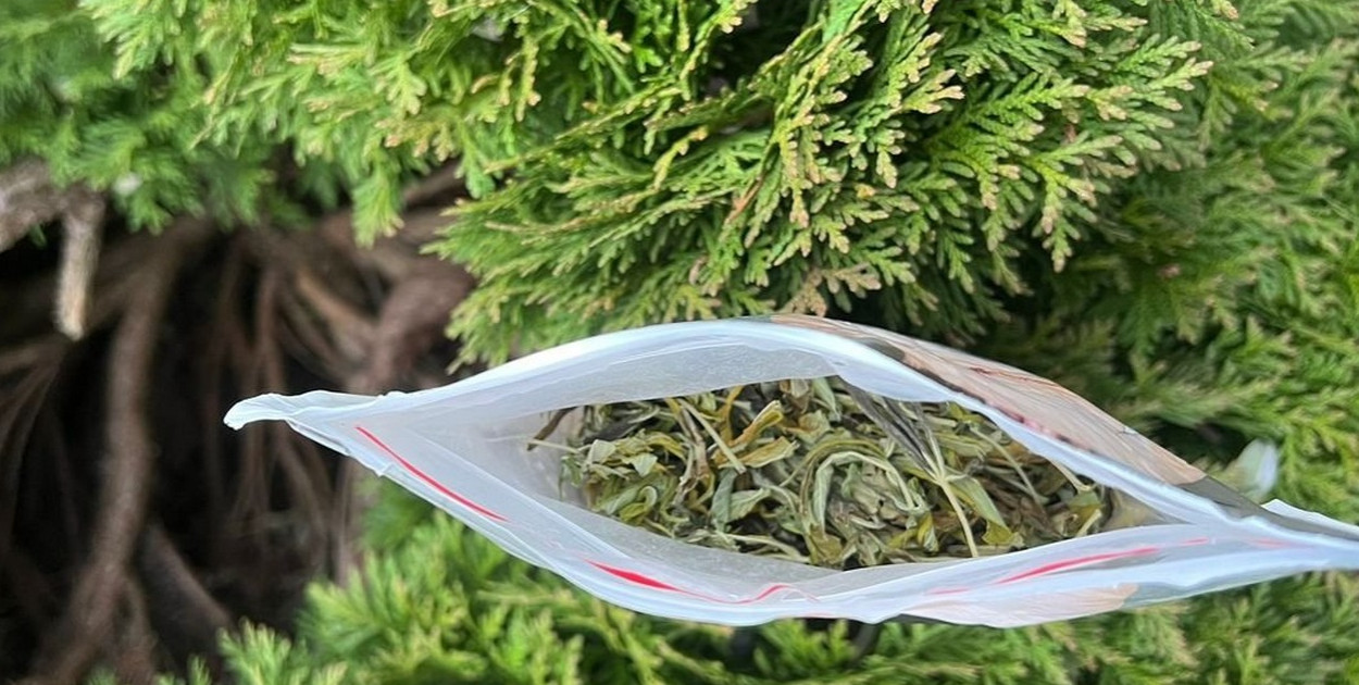 Narkotyki w krzewie tui