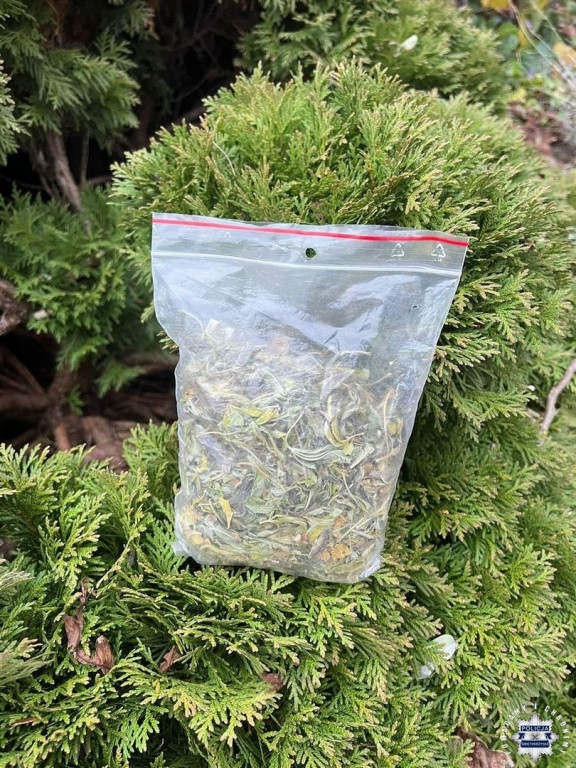 Narkotyki w krzewie tui