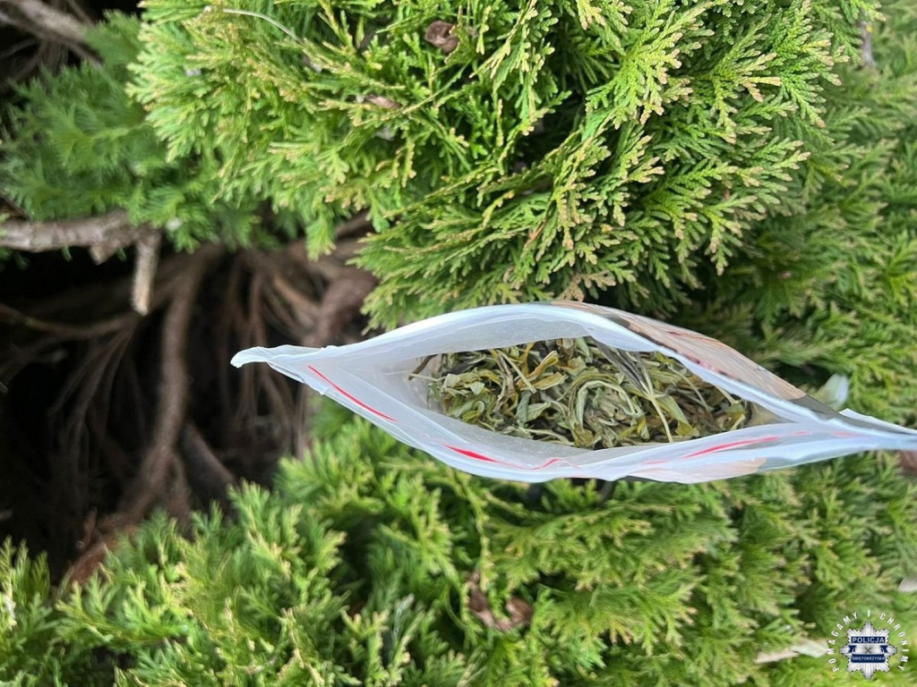 Narkotyki w krzewie tui