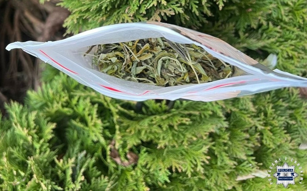 Narkotyki w krzewie tui