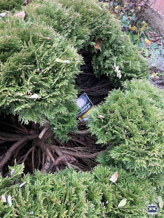 Narkotyki w krzewie tui