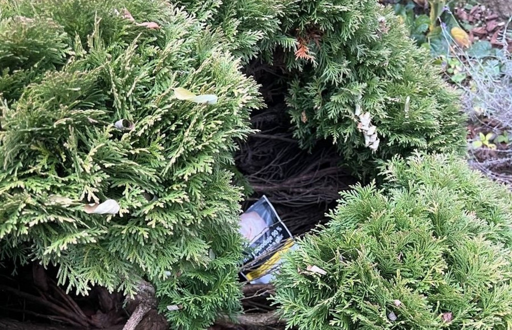 Narkotyki w krzewie tui