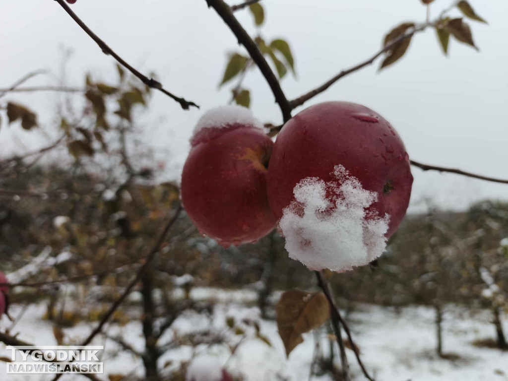 Sandomierskie sady pod śniegiem