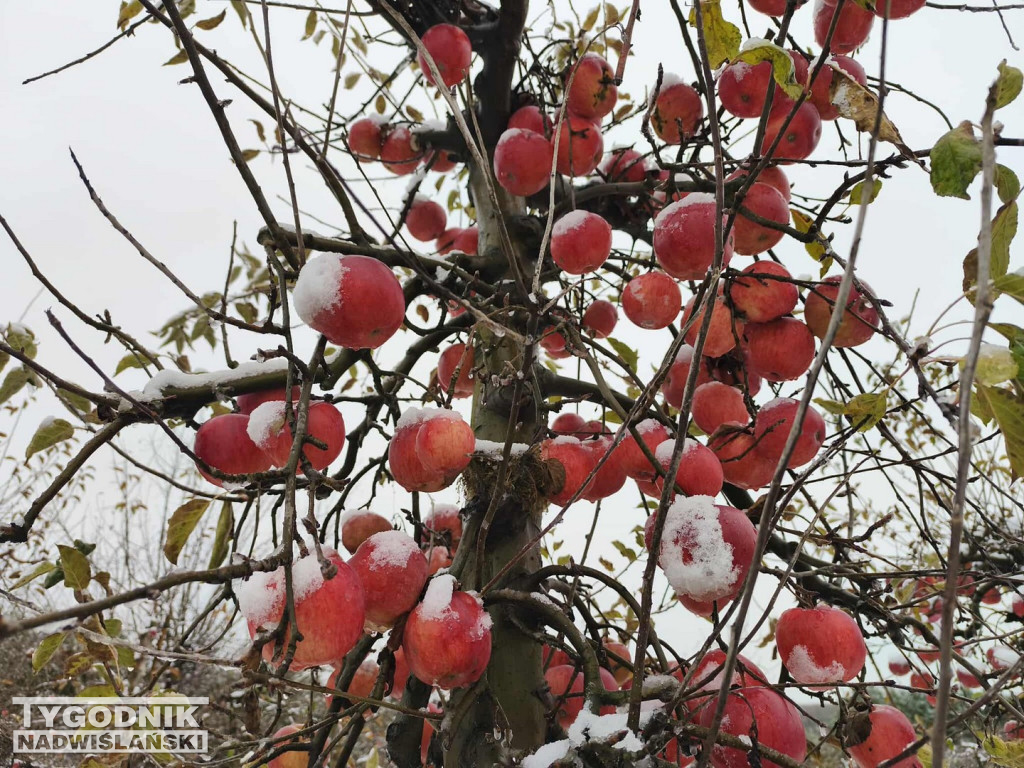 Sandomierskie sady pod śniegiem