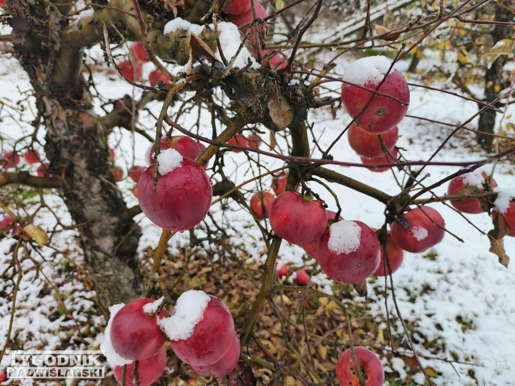 Sandomierskie sady pod śniegiem