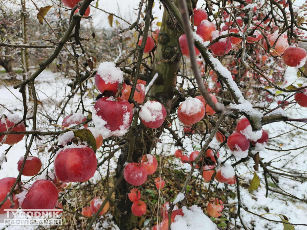 Sandomierskie sady pod śniegiem