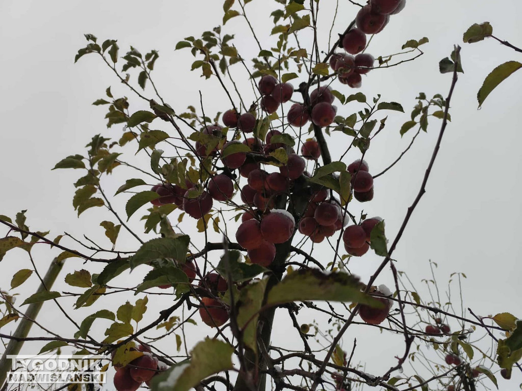 Sandomierskie sady pod śniegiem