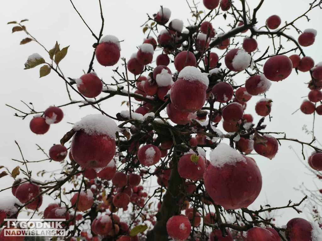 Sandomierskie sady pod śniegiem