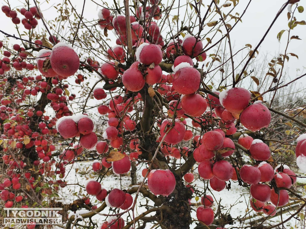Sandomierskie sady pod śniegiem