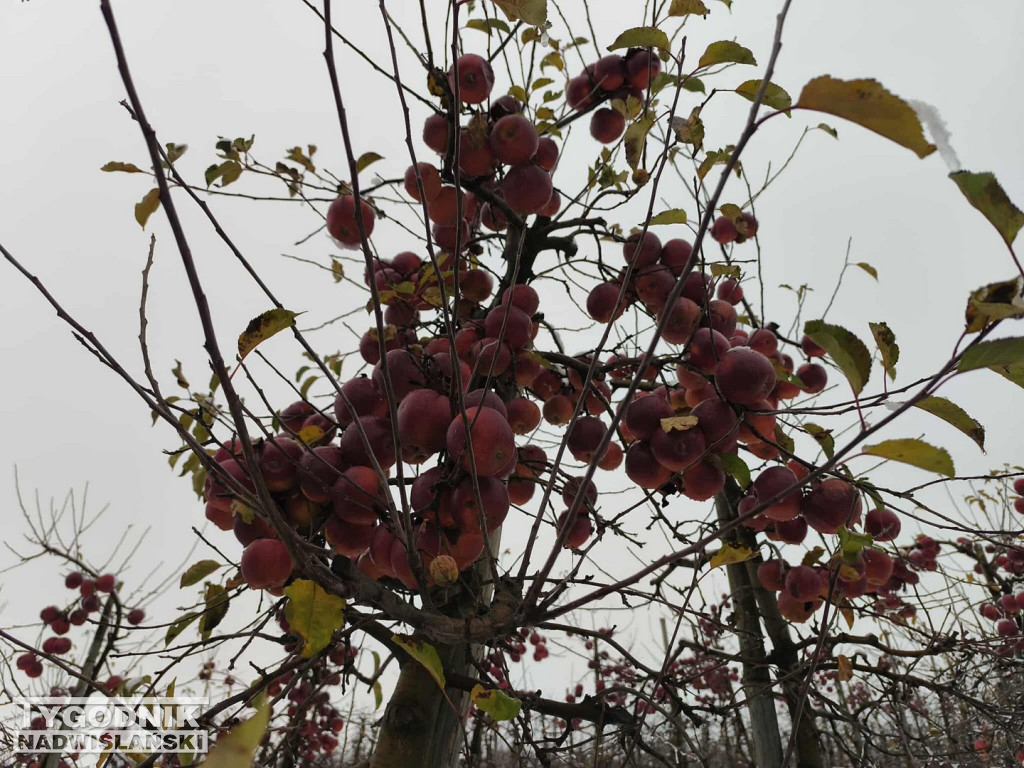 Sandomierskie sady pod śniegiem