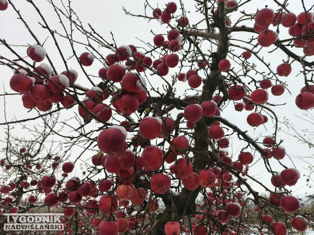 Sandomierskie sady pod śniegiem