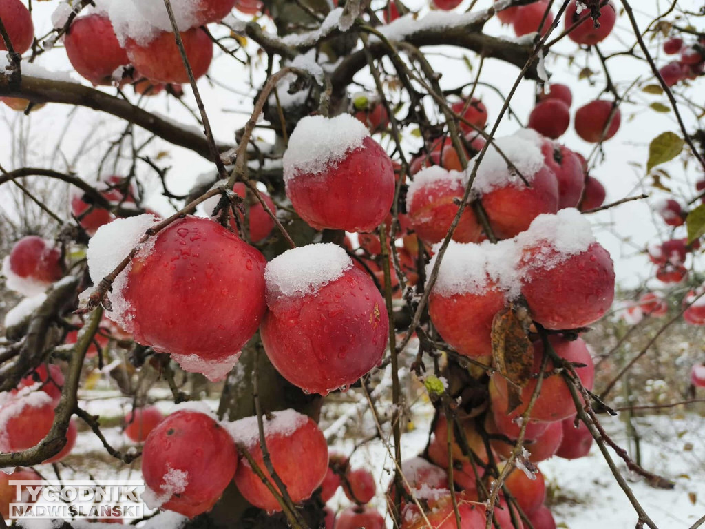 Sandomierskie sady pod śniegiem
