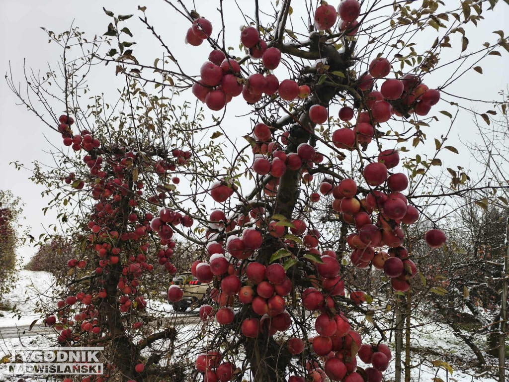 Sandomierskie sady pod śniegiem