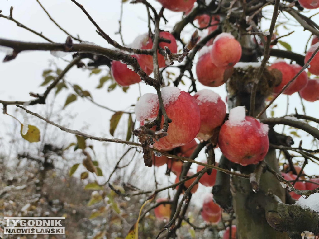Sandomierskie sady pod śniegiem