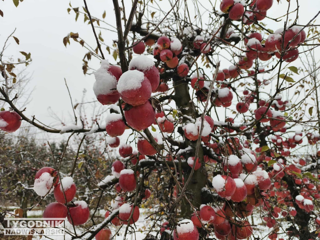 Sandomierskie sady pod śniegiem