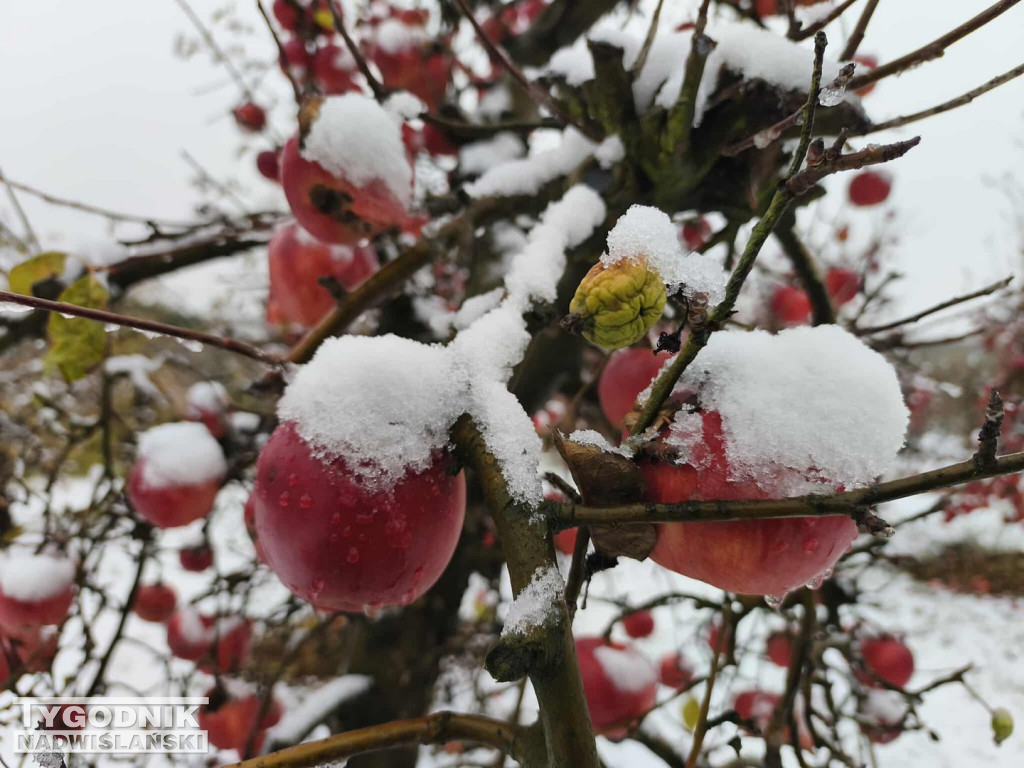 Sandomierskie sady pod śniegiem