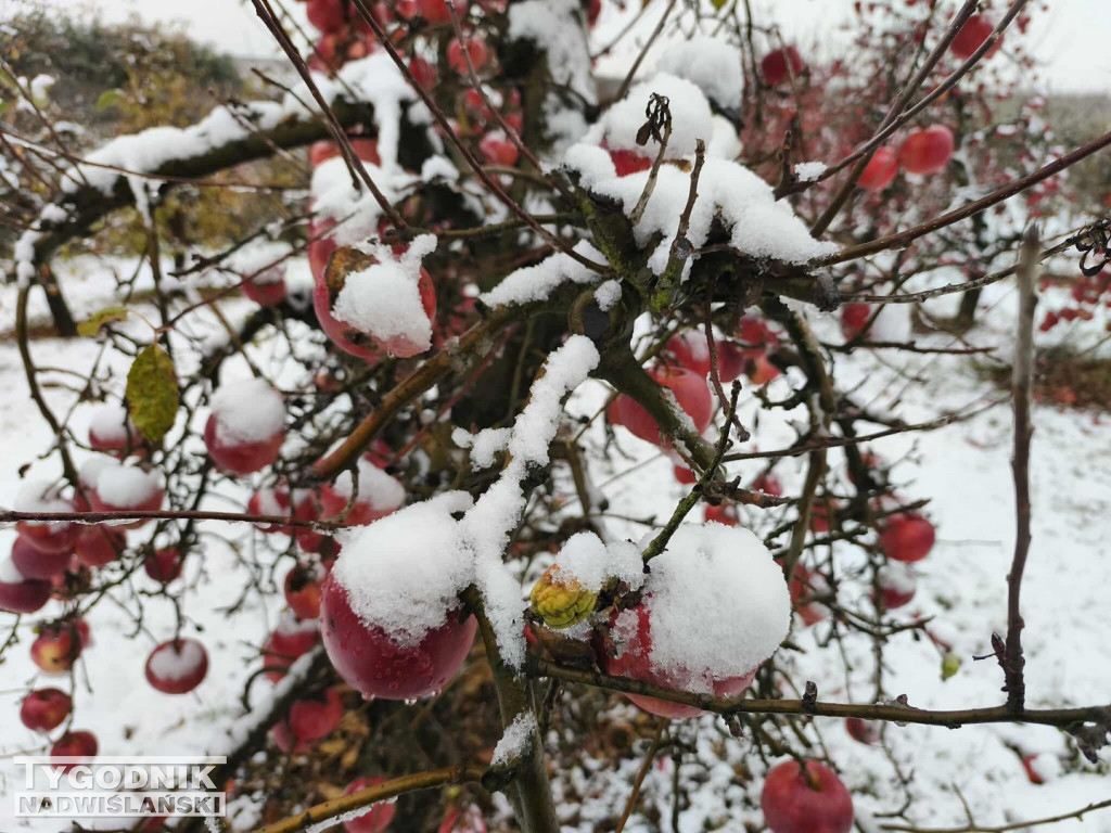 Sandomierskie sady pod śniegiem