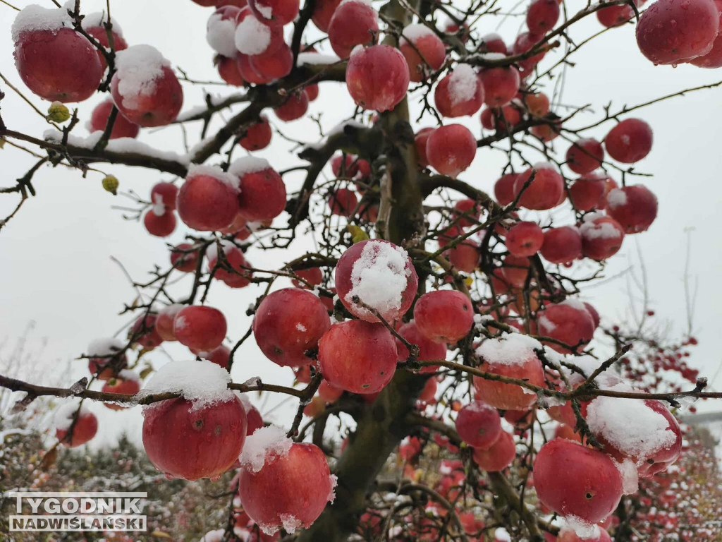 Sandomierskie sady pod śniegiem