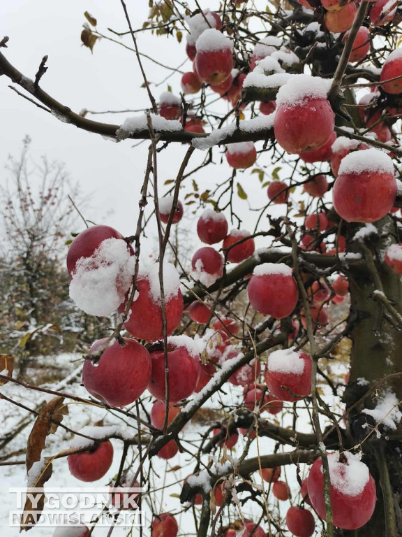 Sandomierskie sady pod śniegiem
